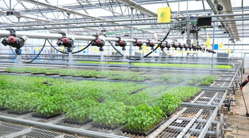 延慶區現代化育苗工廠 科技賦能農業，守護首都“菜籃子”穩定